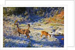 snow adds beauty to fall colors and deer, Paradise Park, Mt. Rainier National Park, Washignton State by Anonymous