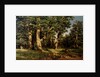 Shishkin I. Painting by Anonymous