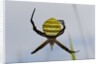 Spider in web, Baliem Valley, Indonesia by Anonymous