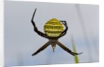 Spider in web, Baliem Valley, Indonesia by Anonymous