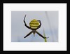 Spider in web, Baliem Valley, Indonesia by Anonymous