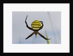 Spider in web, Baliem Valley, Indonesia by Anonymous