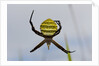 Spider in web, Baliem Valley, Indonesia by Anonymous