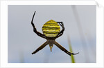 Spider in web, Baliem Valley, Indonesia by Anonymous