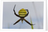 Spider in web, Baliem Valley, Indonesia by Anonymous
