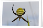Spider in web, Baliem Valley, Indonesia by Anonymous