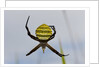 Spider in web, Baliem Valley, Indonesia by Anonymous