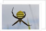 Spider in web, Baliem Valley, Indonesia by Anonymous