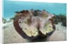 Giant Clam (Tridacna squamosa) by Anonymous