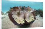 Giant Clam (Tridacna squamosa) by Anonymous
