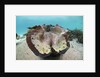 Giant Clam (Tridacna squamosa) by Anonymous