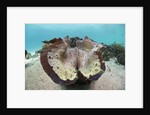 Giant Clam (Tridacna squamosa) by Anonymous