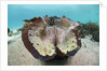 Giant Clam (Tridacna squamosa) by Anonymous