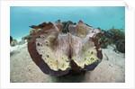 Giant Clam (Tridacna squamosa) by Anonymous
