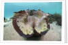 Giant Clam (Tridacna squamosa) by Anonymous