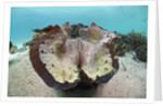 Giant Clam (Tridacna squamosa) by Anonymous