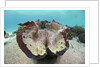 Giant Clam (Tridacna squamosa) by Anonymous
