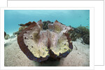 Giant Clam (Tridacna squamosa) by Anonymous