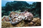 Two living Tiger Cowries by Anonymous