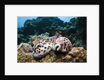 Two living Tiger Cowries by Anonymous
