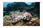 Two living Tiger Cowries by Anonymous
