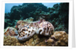 Two living Tiger Cowries by Anonymous