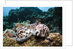 Two living Tiger Cowries by Anonymous