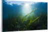 Seagrass by Anonymous