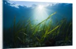 Seagrass by Anonymous
