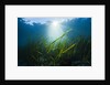 Seagrass by Anonymous