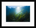 Seagrass by Anonymous