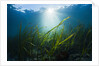 Seagrass by Anonymous