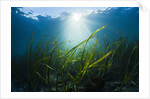 Seagrass by Anonymous