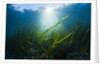 Seagrass by Anonymous