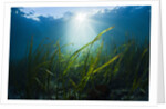 Seagrass by Anonymous