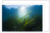 Seagrass by Anonymous