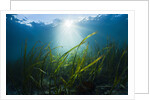 Seagrass by Anonymous