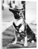 Portrait of dressed- up dog by Anonymous