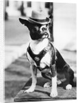 Portrait of dressed- up dog by Anonymous