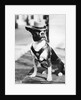 Portrait of dressed- up dog by Anonymous