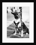 Portrait of dressed- up dog by Anonymous