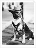 Portrait of dressed- up dog by Anonymous