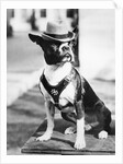 Portrait of dressed- up dog by Anonymous