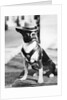 Portrait of dressed- up dog by Anonymous