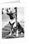 Portrait of dressed- up dog by Anonymous