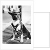 Portrait of dressed- up dog by Anonymous