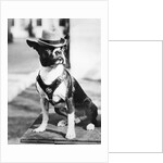 Portrait of dressed- up dog by Anonymous