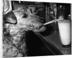 Dog drinking with straw by Anonymous