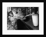 Dog drinking with straw by Anonymous
