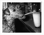 Dog drinking with straw by Anonymous